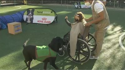Un taller enseña a los escolares de Boadilla la ayuda de los perros a las personas con discapacidad