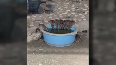 Una plaga de ratas invade Pinto