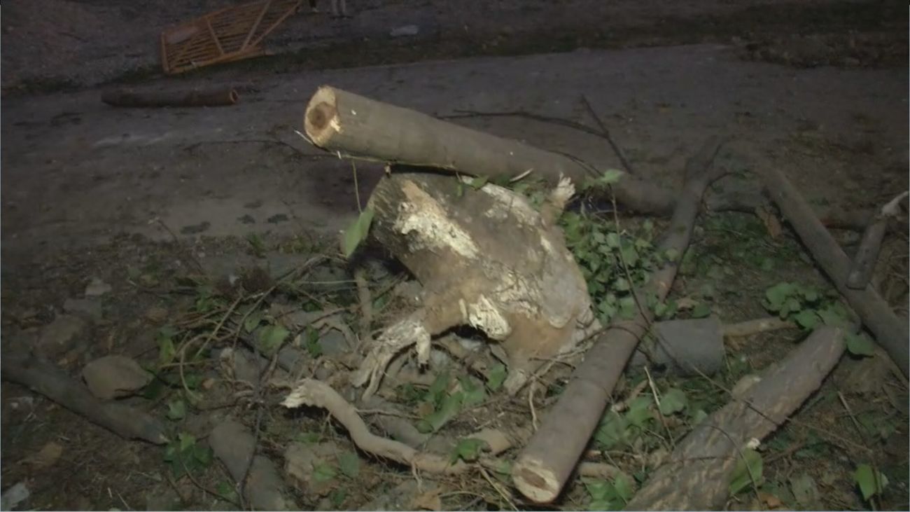 Los vecinos de Alameda de Osuna se movilizan contra tala masiva de árboles