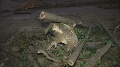 Los vecinos de Alameda de Osuna se movilizan contra tala masiva de árboles