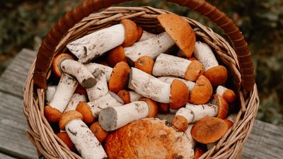 Guía y lugares para recoger setas en la Comunidad de Madrid