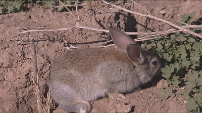 Invasión de conejos en Carabanchel Alto