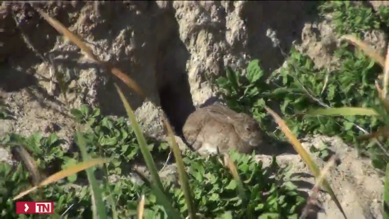 Epidemia de conejos en Carabanchel: Llegaron en tráilers desde Boadilla