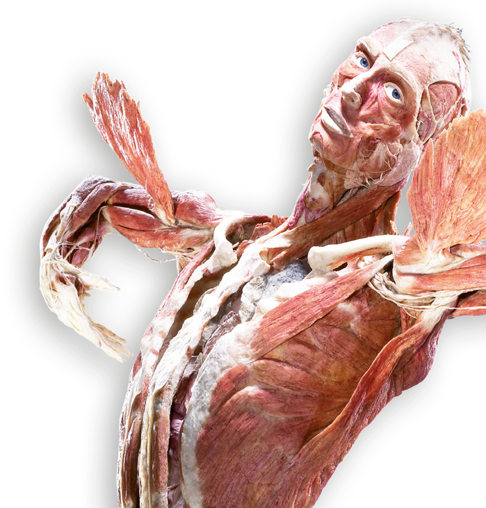 Llegan a Madrid los cadáveres 'plastinados' para observar los efectos del estrés en la salud