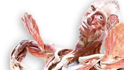 Llegan a Madrid los cadáveres 'plastinados' para observar los efectos del estrés en la salud