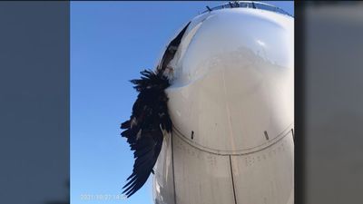 Aterrizaje de emergencia en Barajas por culpa de un buitre negro