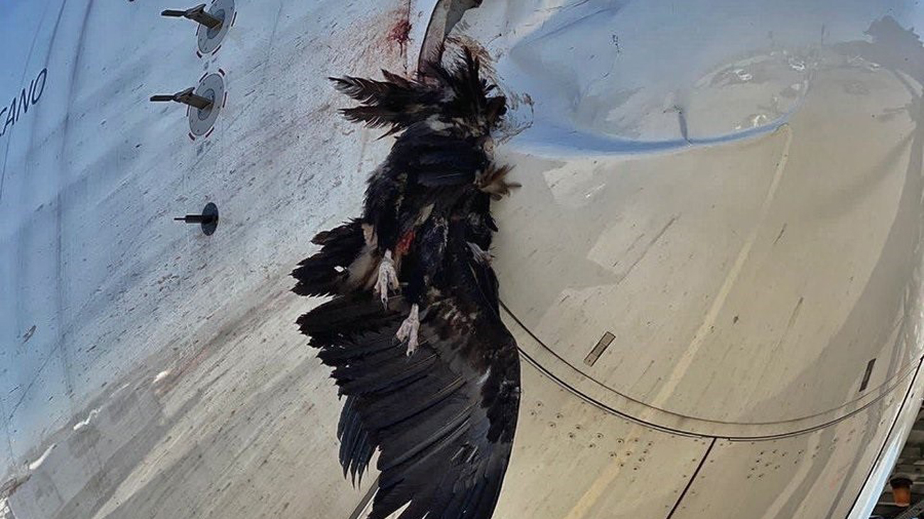 Los pilotos advierten de la mayor presencia de aves en el entorno del aeropuerto de Barajas