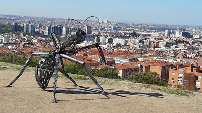 Una hormiga gigante aparece en un parque de Vallecas
