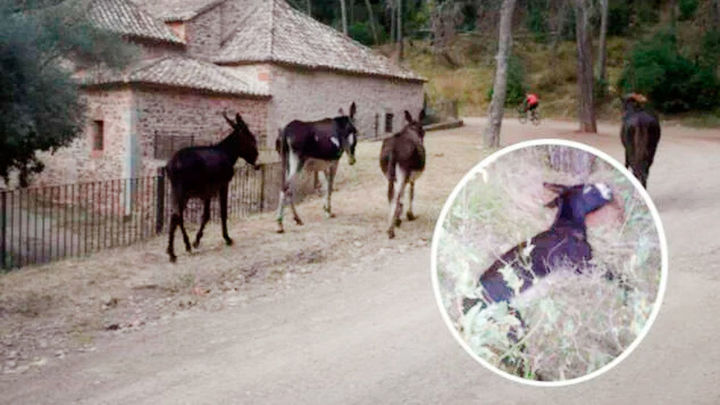 La polémica muerte de un grupo de burros antiincendios en Castellón