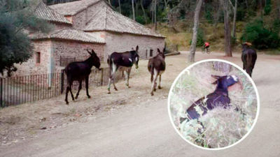 La polémica muerte de un grupo de burros antiincendios en Castellón