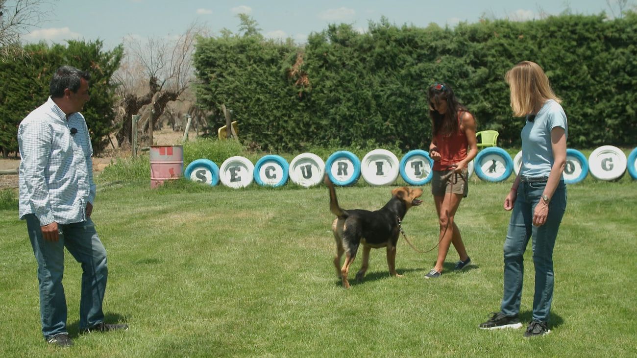 Perros de protección para que las víctimas de violencia de género vuelvan a vivir