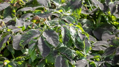 Nuevo gran terremoto en La Palma, cada vez más cubierta de ceniza