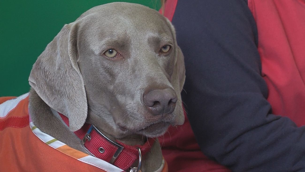 Un perro "da clase" a niños en una guardería del barrio de la Concepción