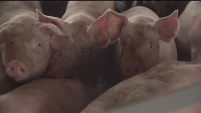 Las exportaciones de porcino se incrementaron en un 22% en 2020 y suben un 12% en el primer semestre del año