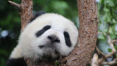 ¿De dónde son originarios los osos panda?