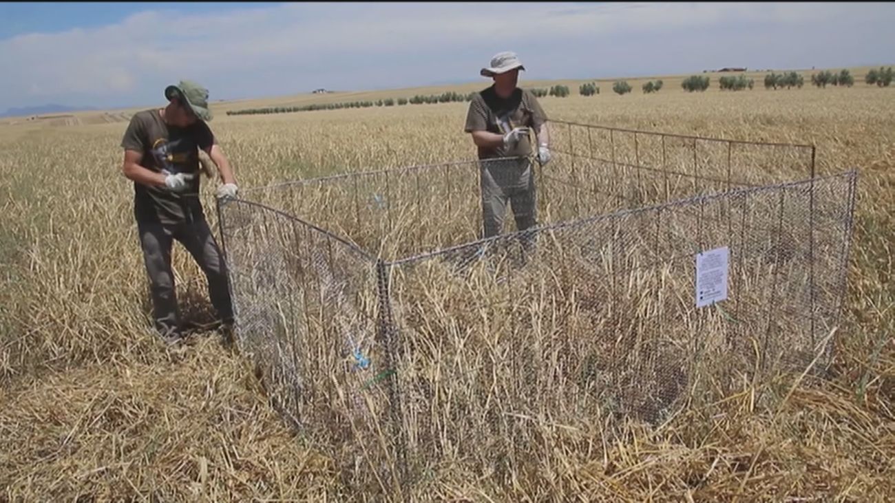 Madrid dará ayudas a los agricultores que utilicen métodos de cultivo no agresivos con las aves