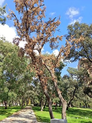 Árboles secos en la zona cementada de El Retiro / AV RETIRO NORTE