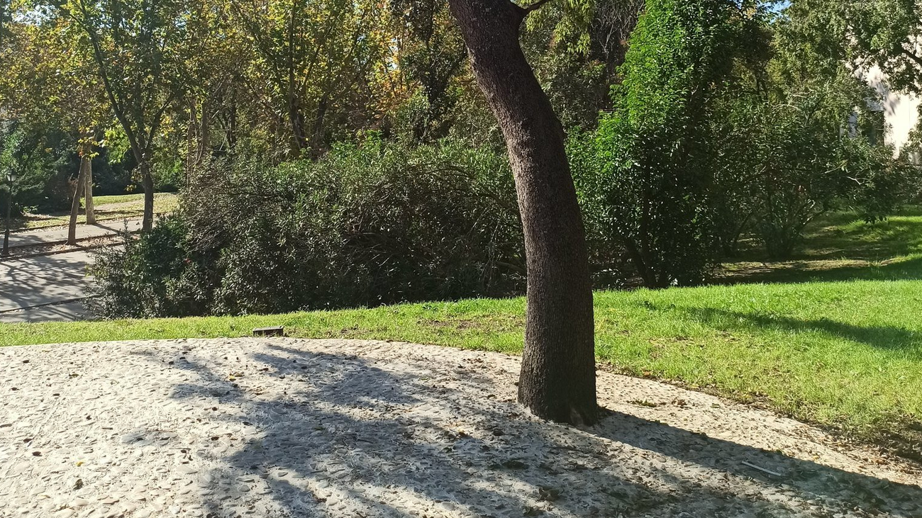 Uno de los árboles rodeado de cemento y piedra