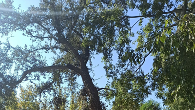 Algunos árboles del parque de El Retiro en peligro al 'hormigonarse' su base