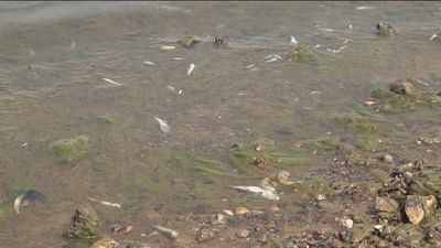 Ribera anuncia 382 millones de euros para regenerar el entorno del Mar Menor