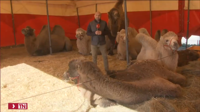 Localizan en Carabanchel a ocho camellos y una llama que se escaparon de un circo en Madrid