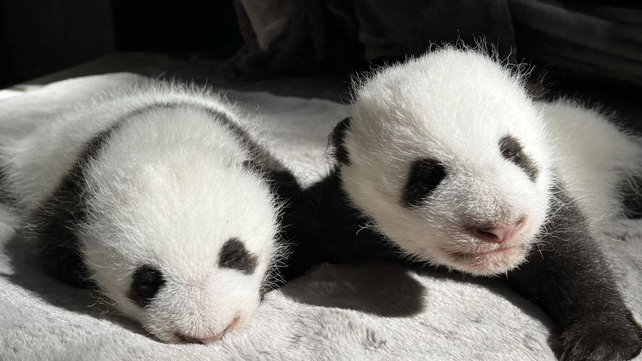 Ya puedes votar los nombres para los gemelos panda nacidos en el Zoo Aquarium de Madrid