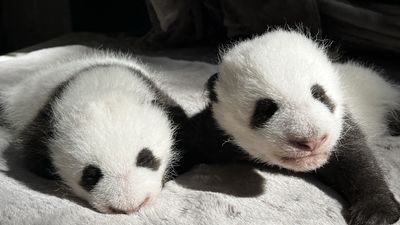 Ya puedes votar los nombres para los gemelos panda nacidos en el Zoo Aquarium de Madrid