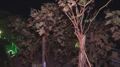 Descubrimos un viñedo y un huerto en la azotea de uno de los edificios más emblemáticos de Madrid