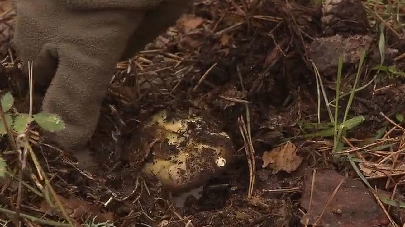Se inicia en Madrid la campaña de recogida de setas