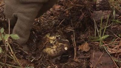 Se inicia en Madrid la campaña de recogida de setas