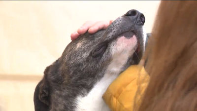 Perros y gatos abandonados, mascotas en buscan de una familia en Madrid