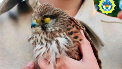 Rescatan en Alcorcón a una cría de cernícalo gracias a la ayuda de los vecinos