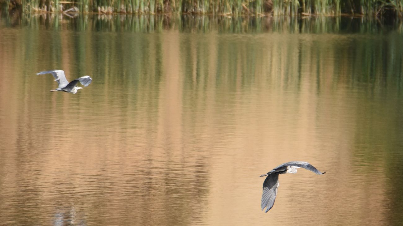 Una pareja de aves sobrevuelan Las lagunas de Ambroz, en San Blas-Canillejas