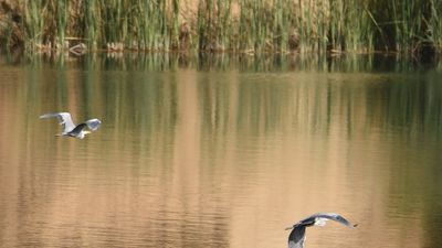 Piden paralizar el proyecto urbanístico en la zona de las Lagunas de Ambroz, en San Blas-Canillejas