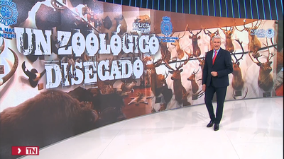 La Policía interviene en Madrid 49 especímenes de animales naturalizados y 132 piezas de marfil