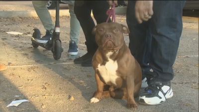 El perro Choco les salva la vida en el incendio de su vivienda en Alcalá