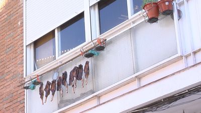 Un vecino del Barrio de la Concepción se dedica a tender pollos en su tendedero