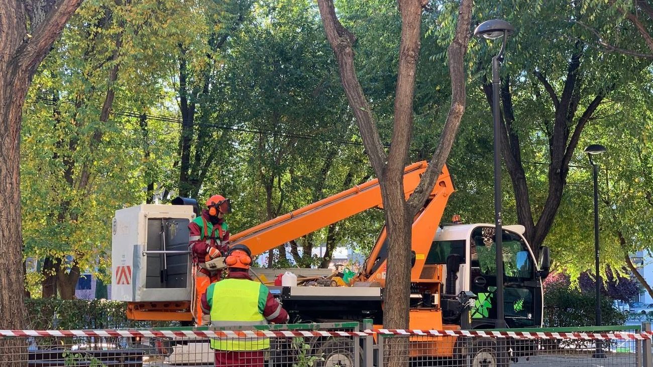 'Sanse' encara la campaña de poda que tuvo que suspender por el paso del temporal Filomena