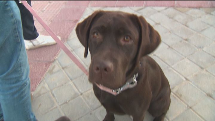 Preocupación entre los dueños de perros del barrio de Arroyo del Fresno por los envenenamientos con salchichas