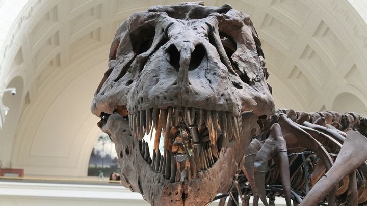 Así es pasar una noche entre dinosaurios en el Museo de Ciencias Naturales
