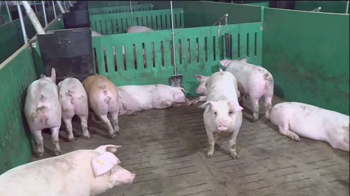 El sector porcino, a la cabeza del bienestar animal y el respeto por el medio ambiente