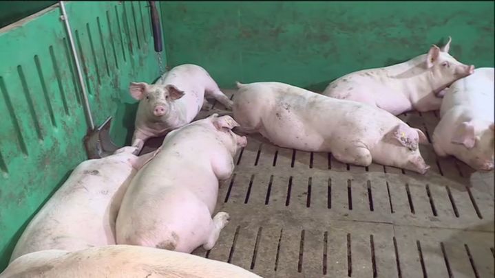 Cerdos descansando en una granja de Segovia / TELEMADRID