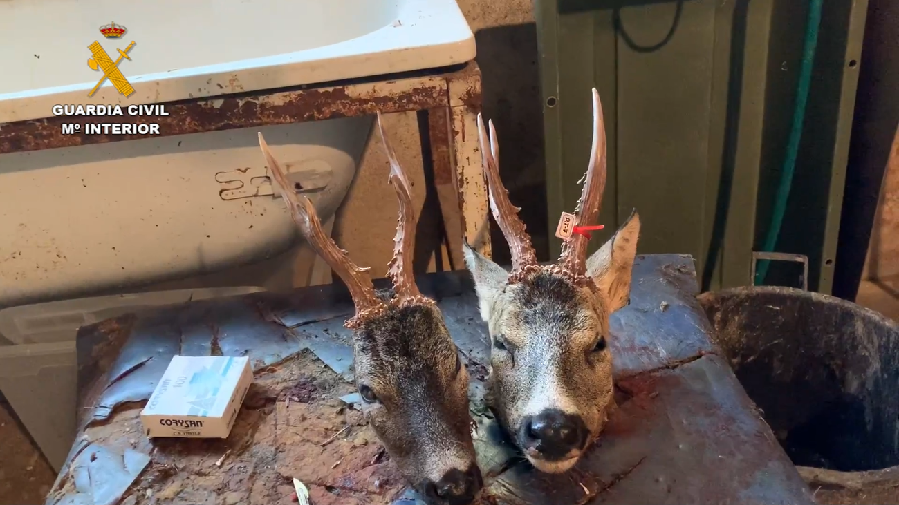 Desarticulada una trama de cazadores furtivos con 23 implicados y 60 cotos afectados en Madrid, Ávila o Burgos