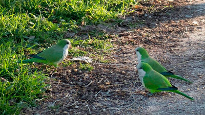 Polémica por la caza de cotorras en el parque Fuente del Berro