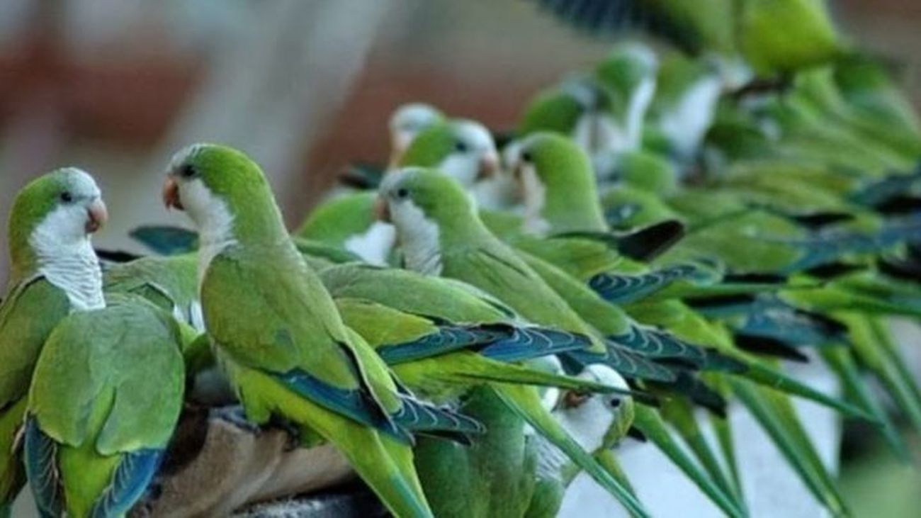 Almeida defiende el plan para reducir cotorras: "No vamos a poner en riesgo la salud de los madrileños"