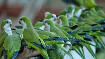 Almeida defiende el plan para reducir cotorras: "No vamos a poner en riesgo la salud de los madrileños"