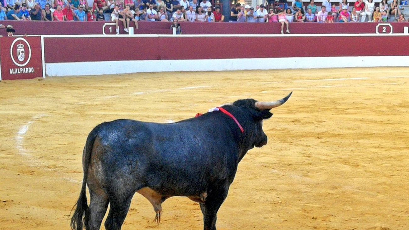 Imagen de un toro en la plaza de Alalpardo