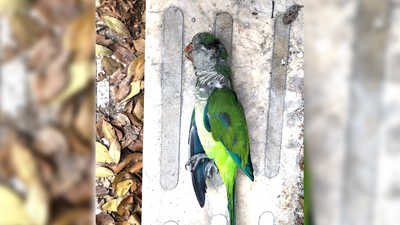 Esterilización y cañón lanzarredes, técnicas que porponen activistas para el control de las cotorras