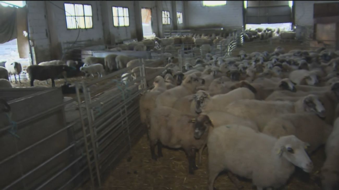 Se dispara el precio del cordero de 16 a 24 euros el kilo por la demanda nacional y de países musulmanes