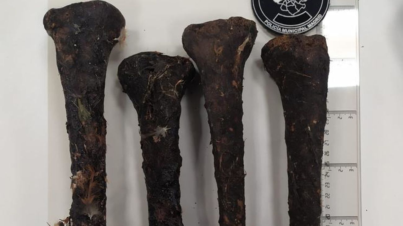 Huesos hallados en una tienda de Usera